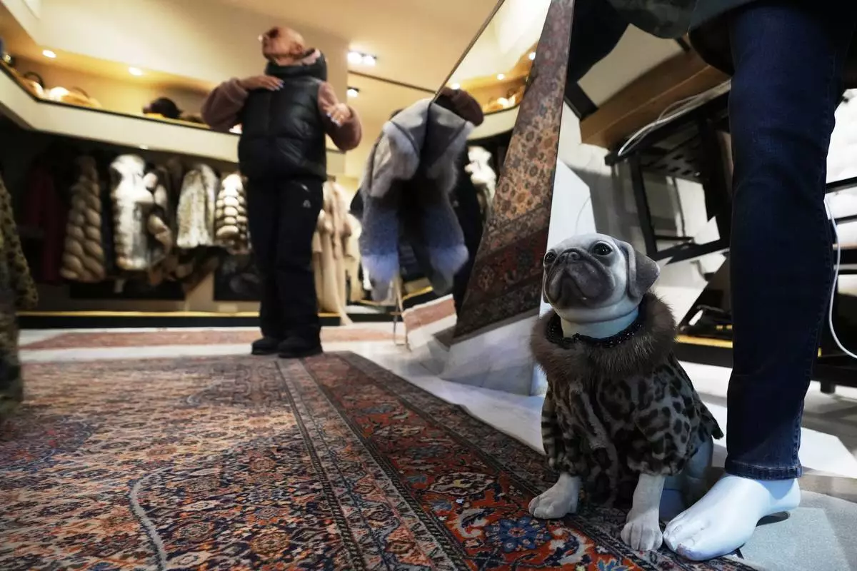 A model pug wearing a coat of kangaroo fur sits at the foot of the fur coat boutique Pajaro, a luxury Italian fashion brand, Cortina d'Ampezzo, Italy, Saturday, Feb. 14, 2026. (AP Photo/Alessandra Tarantino)