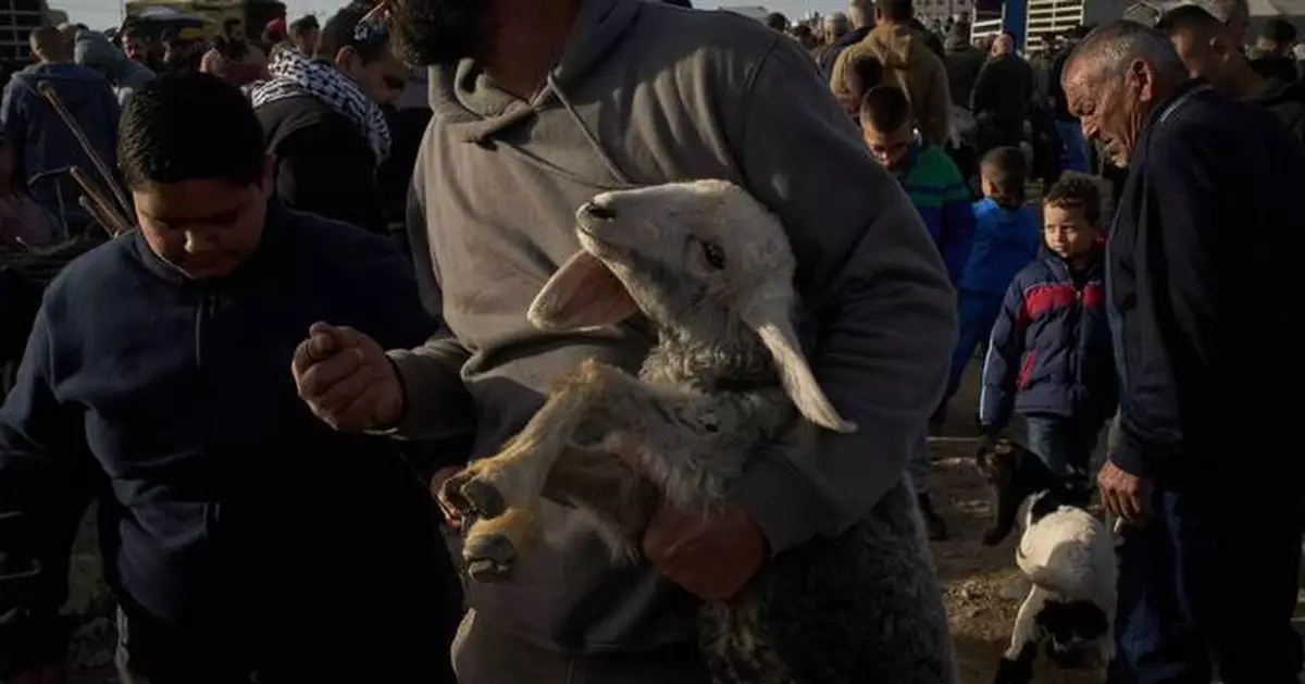 Photos of sheep and goats for sale at a West Bank livestock market