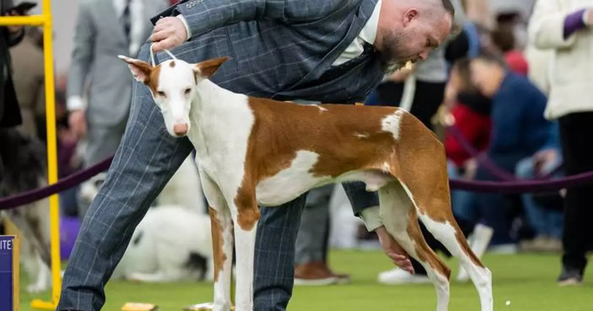 7 dogs competing for Westminster's show big prize Tuesday night