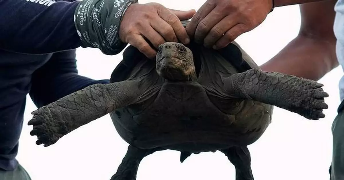 Photos of young tortoises bred to return to the home of their ancestors on the Galápagos