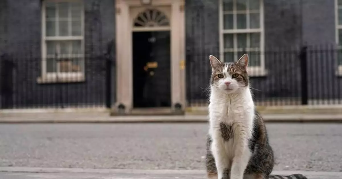 Larry the cat, Britain's Chief Mouser at 10 Downing Street for 15 years, in photos