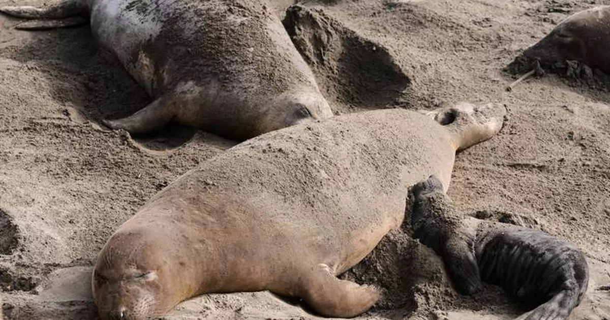 Bird flu outbreak in California elephant seals prompts officials to cancel popular tours