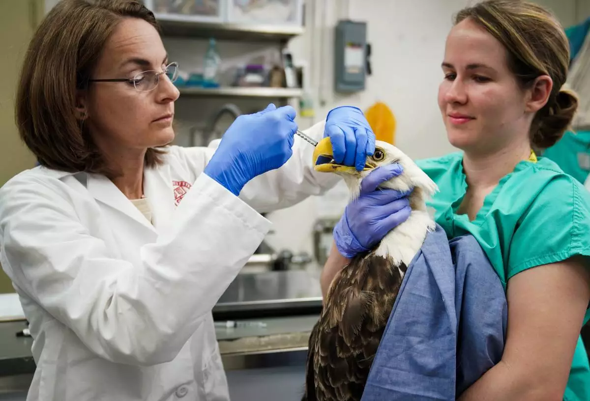 Pictured: Janet L Swanson Wildlife Hospital - Cornell University (New York), Avangrid Foundation grantee.