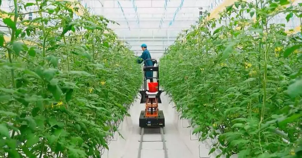 China's No. 1 central document for 2026 offers guidance for modern agricultural development: official