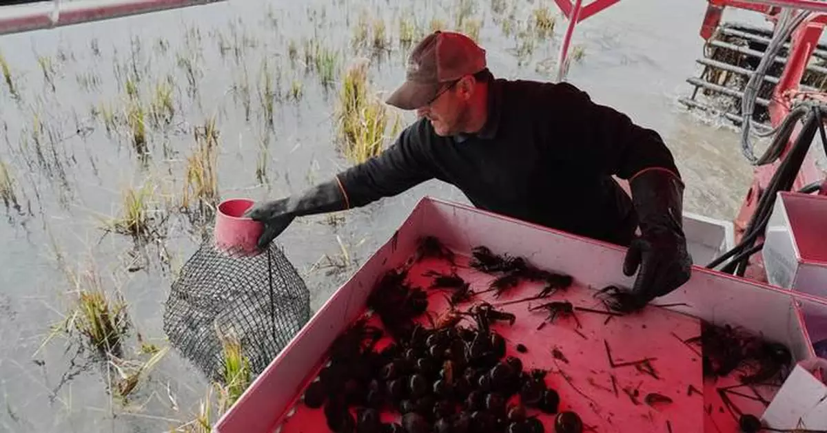 Giant snails and tiny insects threaten the South's rice and crawfish farms