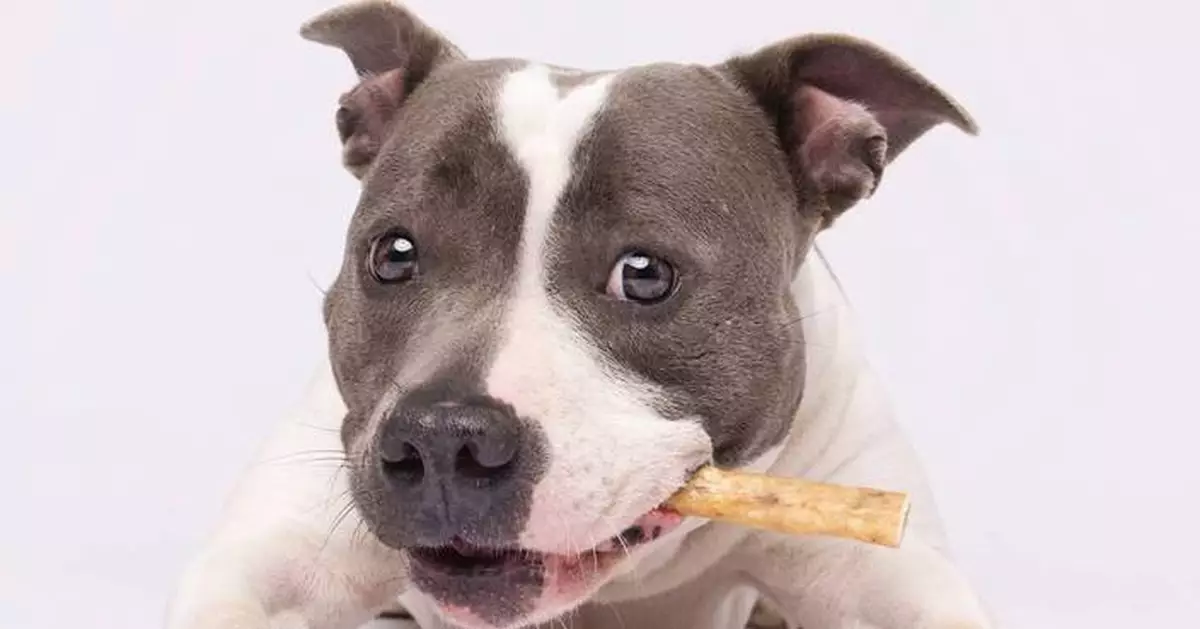 Tartar Shield Launches “Second Smile” Initiative Integrating Preventive Dental Care Into Shelter Adoptions for 120+ Dogs in Recognition of National Pet Dental Health Awareness Month