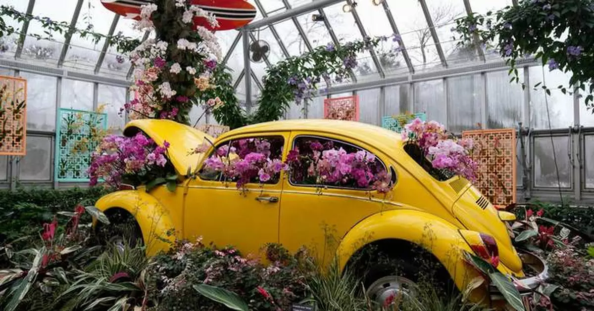 Photos of retro '70s-themed orchids show in Chicago