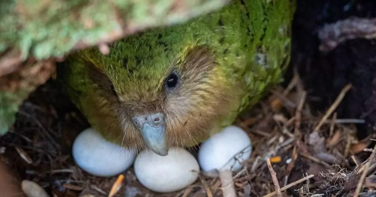 A bumper berry harvest has New Zealand's weird flightless parrot in a rare mood for romance