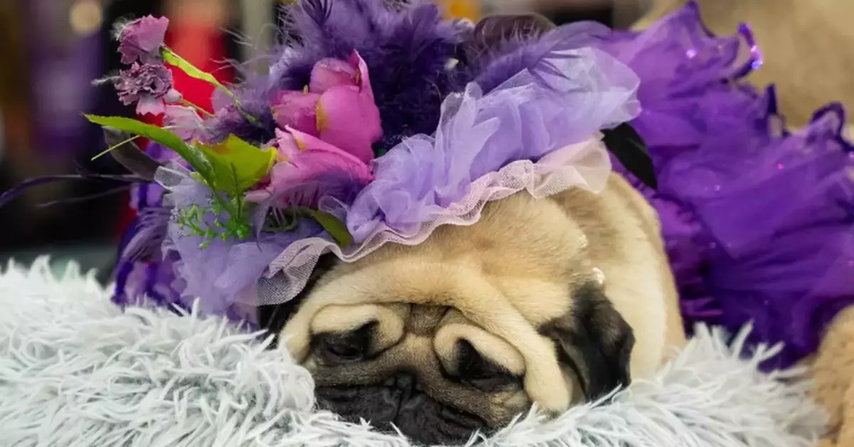 Couples at the Westminster show bond over dogs, and each other