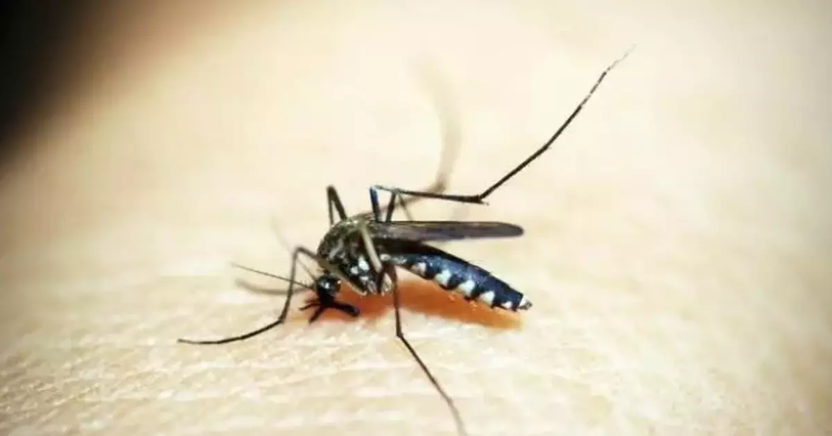 Mosquito Index Remains Low in January, FEHD Continues Prevention Efforts Amid Ongoing Chikungunya and Dengue Risks