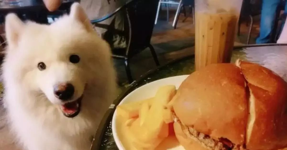 The Catering Business Welcomes Dogs into Approved Eateries, Looking Forward to New Business Opportunities