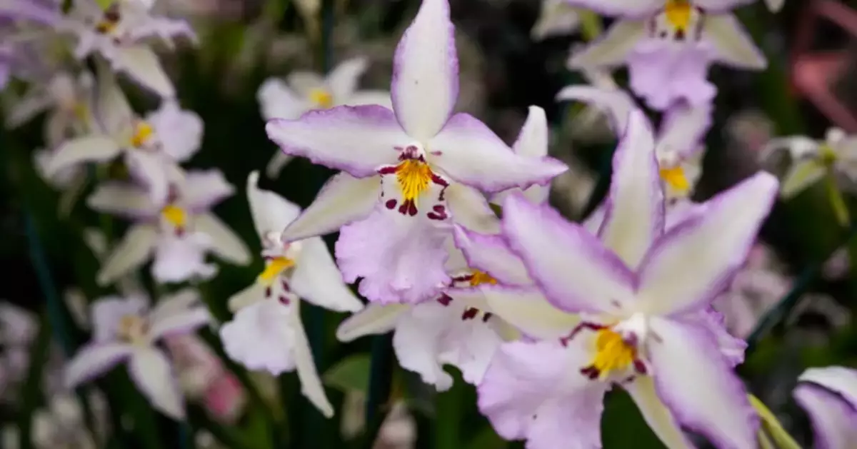 Annual orchids show brings vivid color to Chicago winter