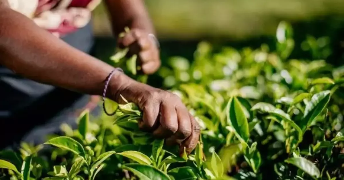 Dilmah Tea: 2026 could be the toughest year for tea growers