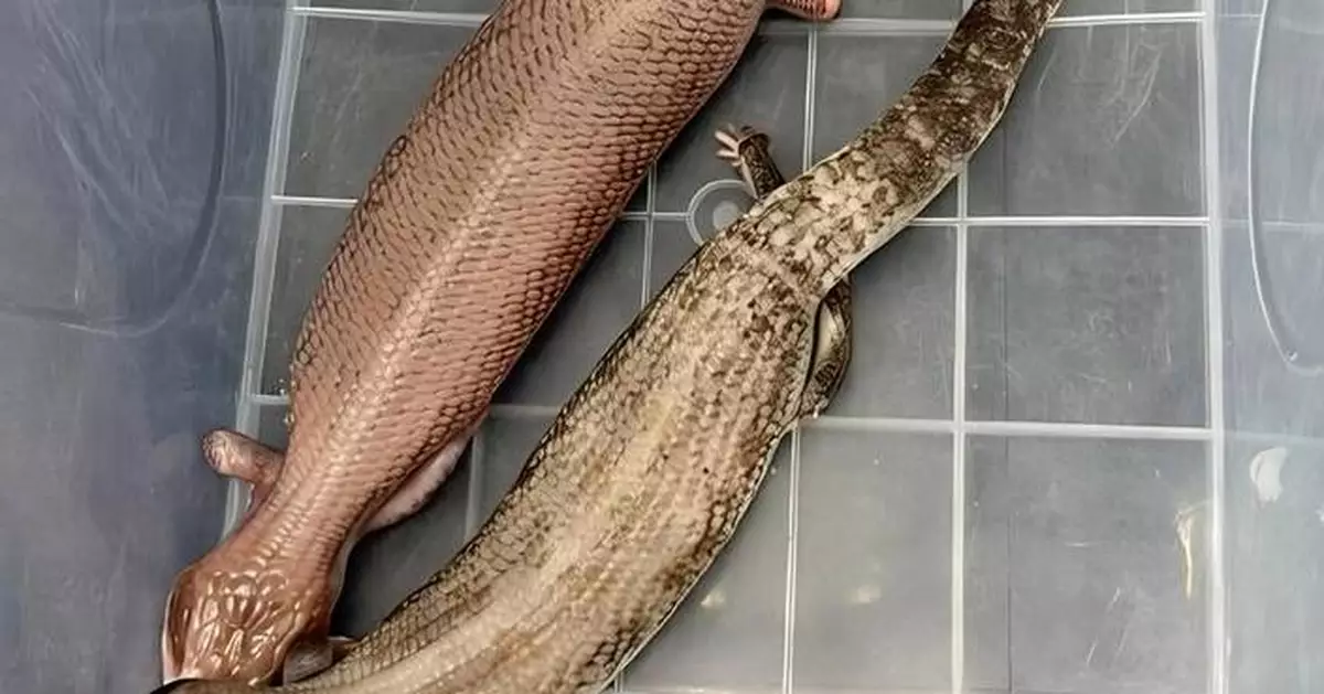 Hong Kong Customs Seizes 44 Live Lizards, 41 Likely Endangered, Valued at $115,000