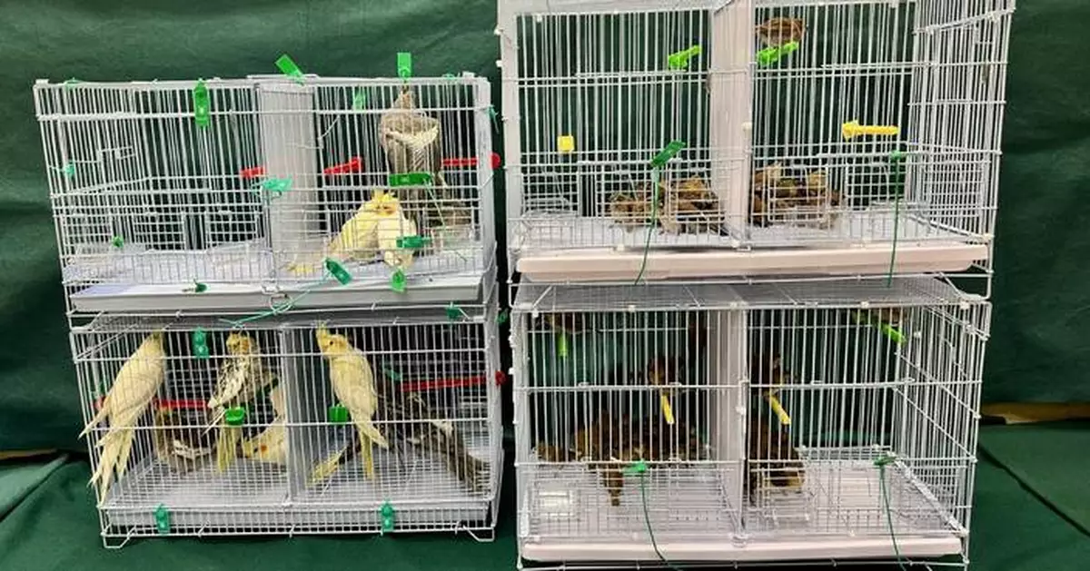 Hong Kong Customs Seizes 112 Live Birds in Illegal Import Attempt at Lo Wu Control Point