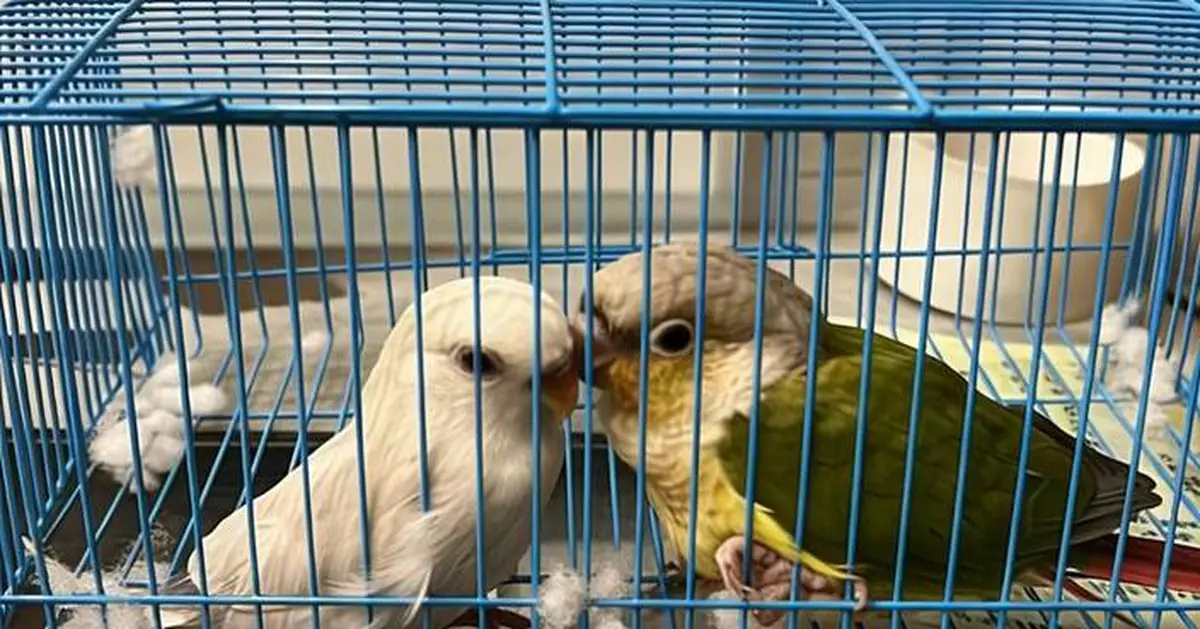 Hong Kong Customs Seizes Two Endangered Birds, Arrests Passenger at Shenzhen Bay Control Point