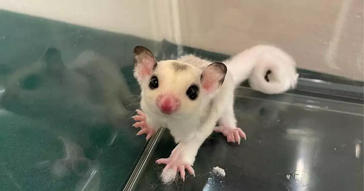 Hong Kong Customs Seizes Eleven Illegally Imported Animals, Arrests Female Passenger