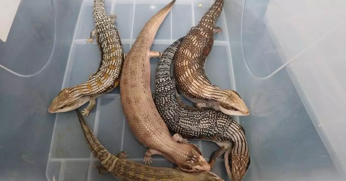 Hong Kong Customs Seizes Five Endangered Lizards Concealed in High-Heel Boots Worth $15,000