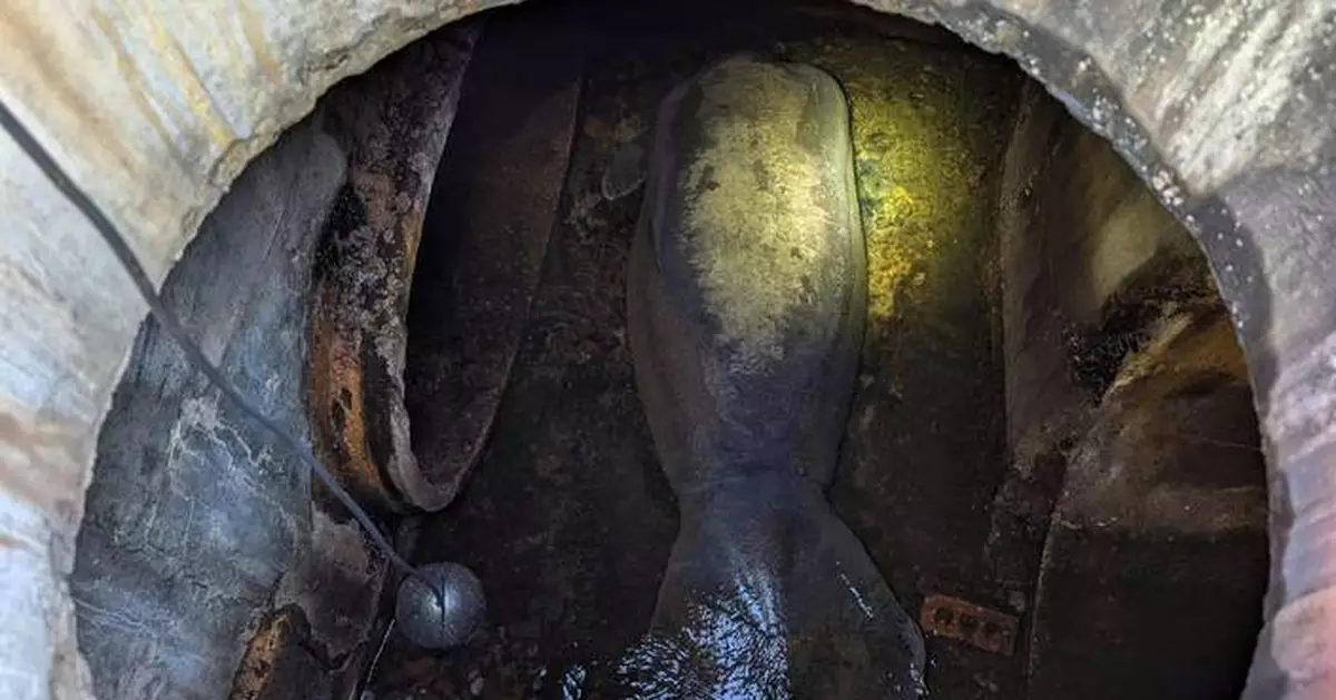 A 410-pound manatee rescued from a Florida storm drain is recovering at SeaWorld Orlando