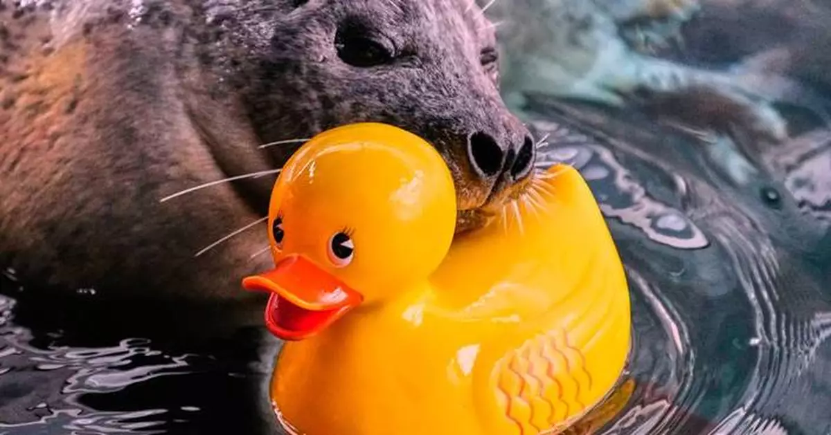 Reggae the seal uses rubber ducks for daily enrichment training at Boston aquarium