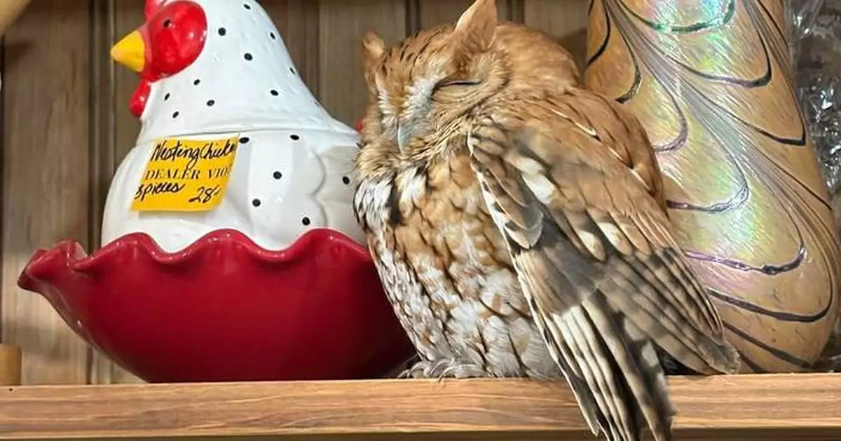Sleepy owl found resting among items on a New York antique store shelf