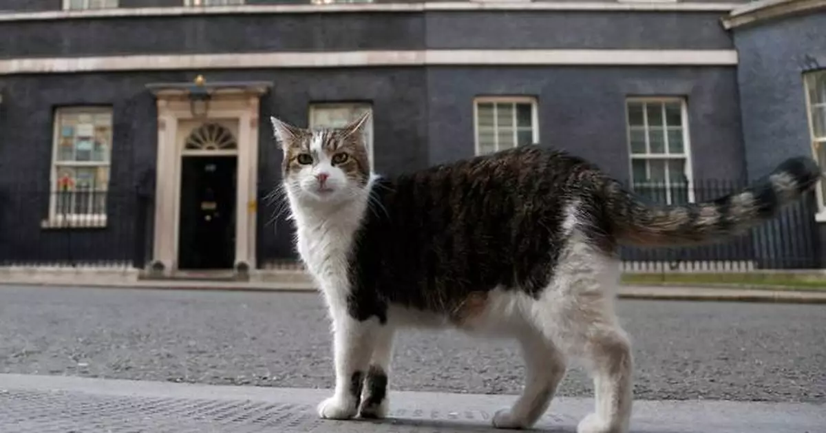 ‘First feline’ Larry marks 15 years as Britain’s political top cat