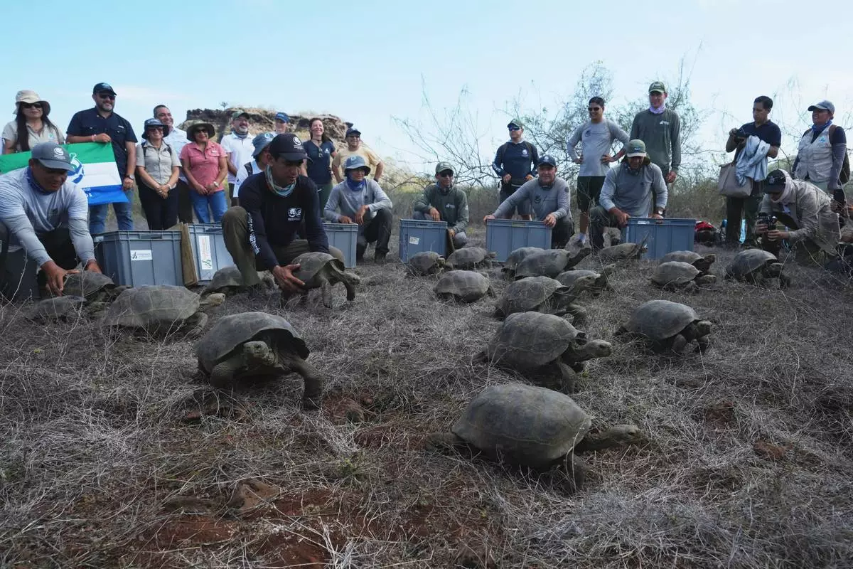 Juvenile giant tortoises are released on Floreana Island as part of a project to reintroduce the species to its native habitat in the Galapagos Islands, Ecuador, Friday, Feb. 20, 2026. (AP Photo/Dolores Ochoa)