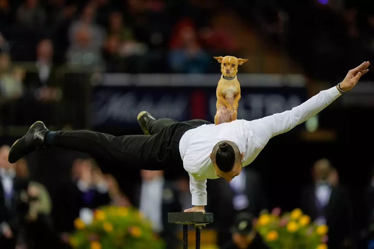 FILE - Christian Stoinev performs with his chihuahua, Scooby, during the 150th Westminster Kennel Club Dog Show in New York, Feb. 3, 2026. (AP Photo/Yuki Iwamura, File)