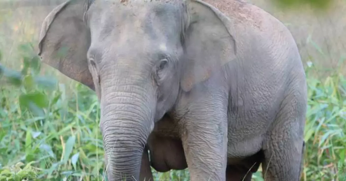 Thailand uses a birth control vaccine to curb its elephant population near expanding farms