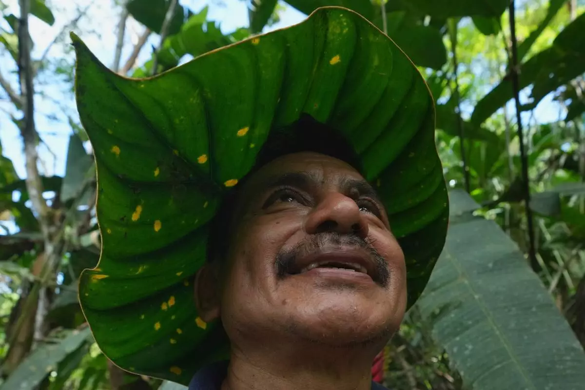 Ramon Pucha demonstrates how to turn a leaf into a hat to protect himself from the sun while looking for seeds to grow on his family's farm, where he preserves native species and shares seedlings with neighboring communities in an effort to protect biodiversity, in Alto Ila, in Ecuador's Amazon region, Tuesday, Feb. 3, 2026. (AP Photo/Dolores Ochoa)