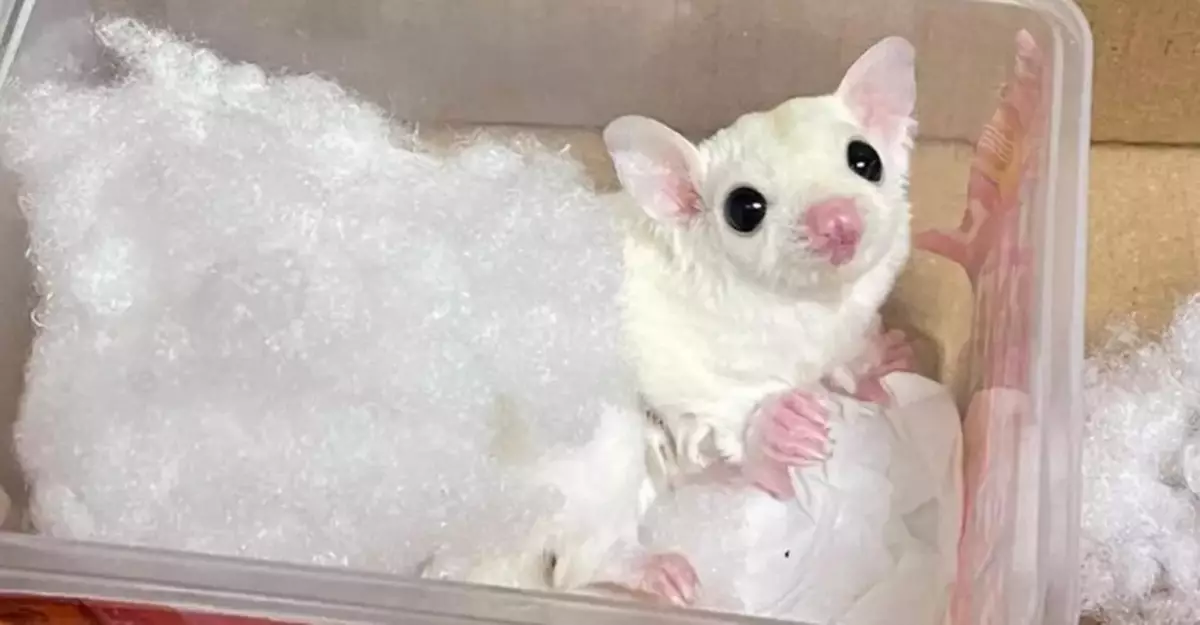 Customs Seizes Illegal Animal Imports at Hong Kong Border, Arrests 17-Year-Old Passenger