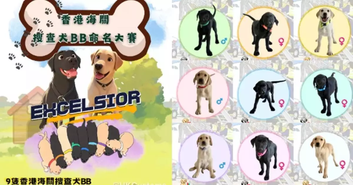 The Customs Detector Dogs Naming Competition is Back! Nine Labrador Retriever Puppies are Waiting for Your Help in Naming Them!