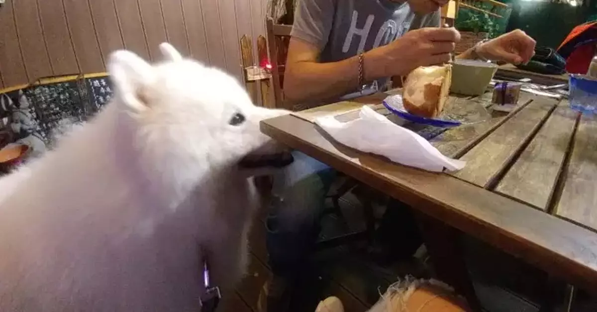 The Catering Business: Cafés Most Welcome Dogs for Entry; Other Eateries are Still Taking a Wait-and-See Attitude