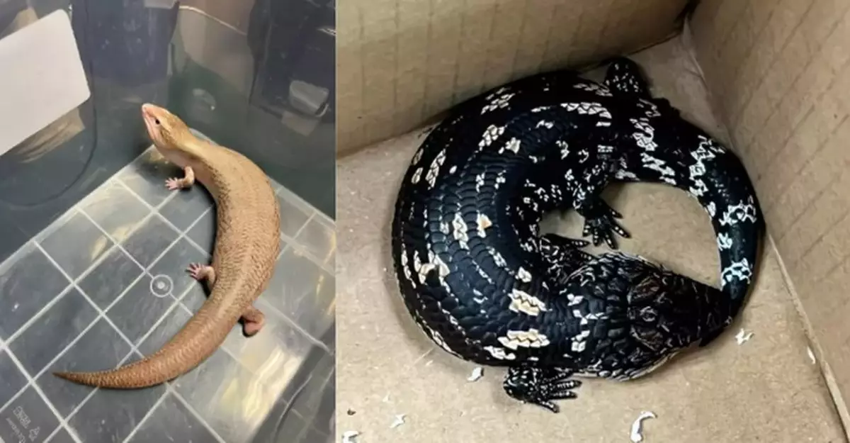 Hong Kong Customs Seizes 44 Live Lizards, 41 Likely Endangered, Valued at $115,000