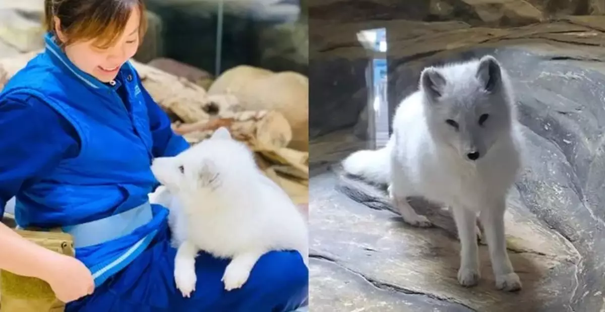 Hong Kong Ocean Park's last arctic fox, "Siu Go" died at the age of 11. Residents hoped it could rest in peace