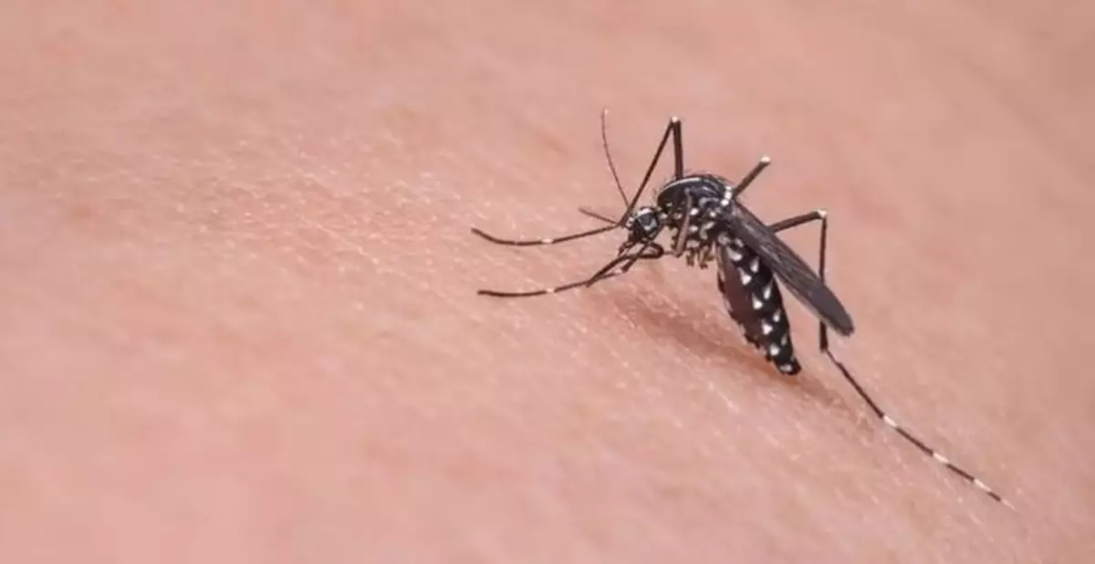 FEHD Reports Low Aedes Albopictus Mosquito Levels Across 17 Survey Areas in January