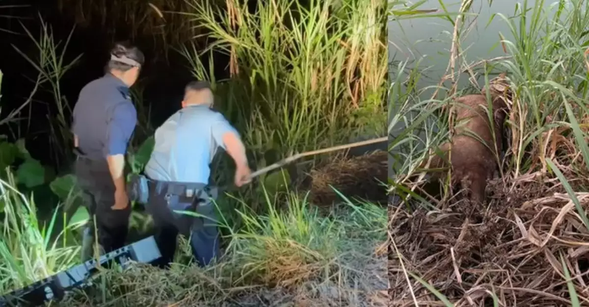 5 dogs suspected to have been poisoned in a series of deaths in Lok Ma Chau