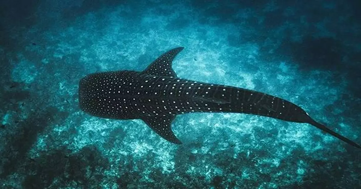 Maldives Launches Tech4Nature Project to Safeguard Iconic Whale Sharks