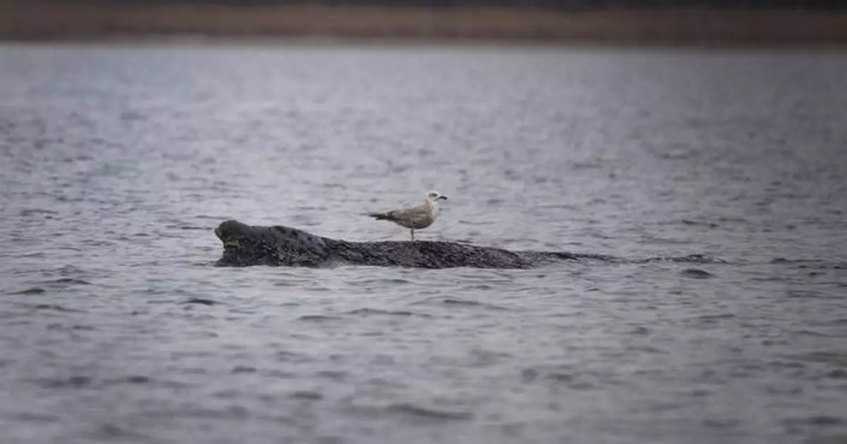 A stranded whale in Germany’s Baltic Sea weakens as hopes of its return to the Atlantic fade
