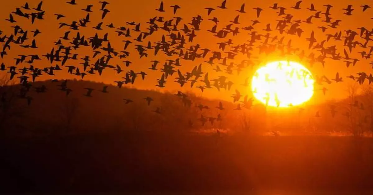 Photos show the dramatic dawn flight of migrating snow geese