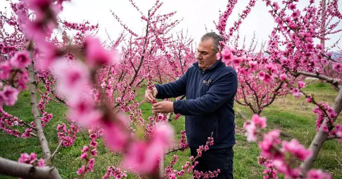 A pink veil across the fields: Thousands flock to Greece’s peach blossoms