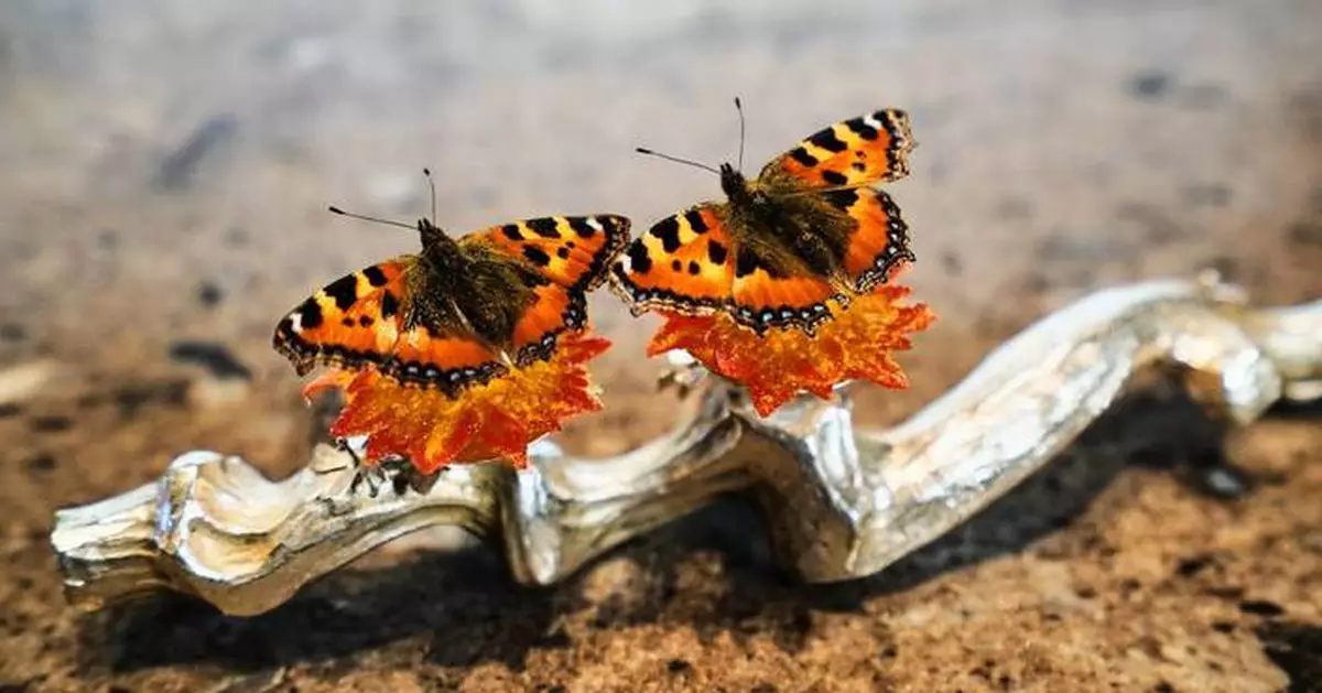 Denmark to consider if gastronomy is art as New Nordic cuisine movement grows