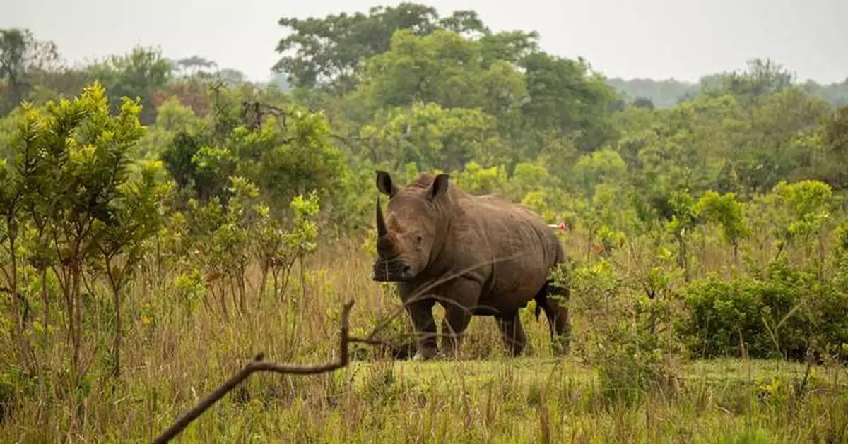 Uganda reintroduces rhinos into a protected area where they have been extinct since 1983