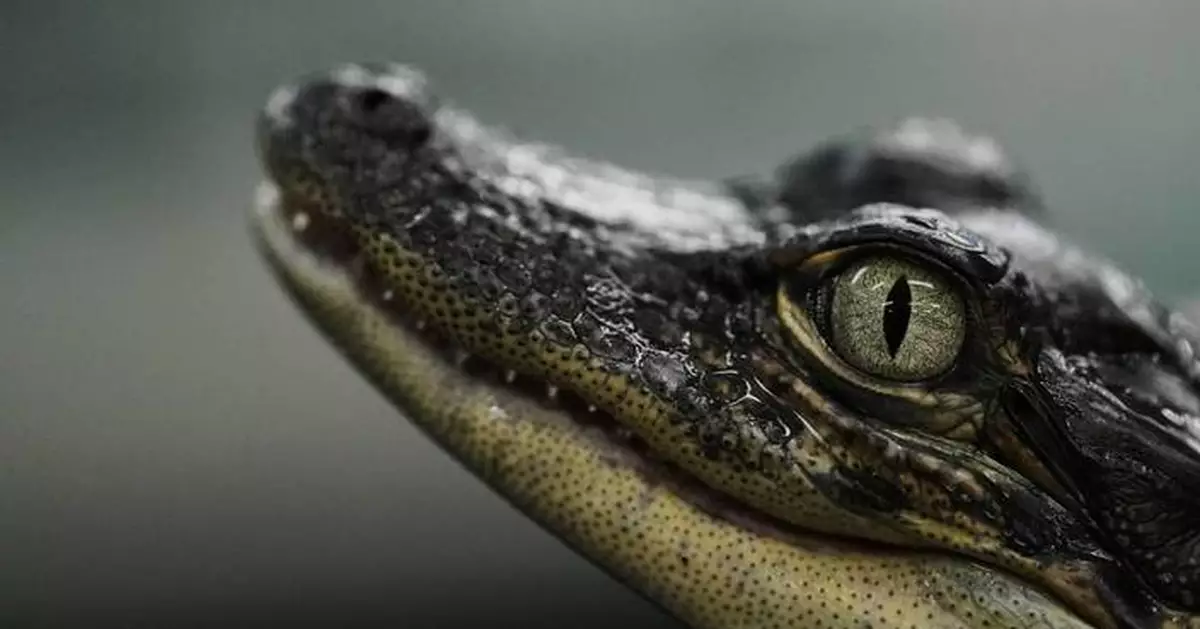 Louisiana's alligator farms raise the reptiles for meat, skins — and conservation