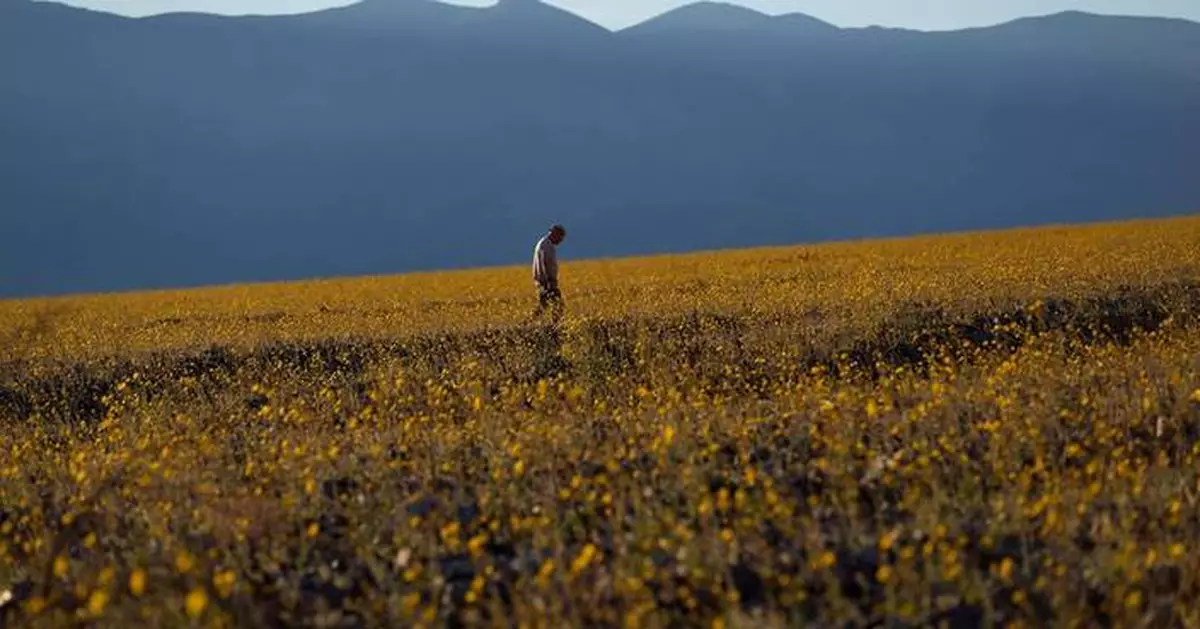 Wildflowers are blooming in the driest place in North America — but not for long