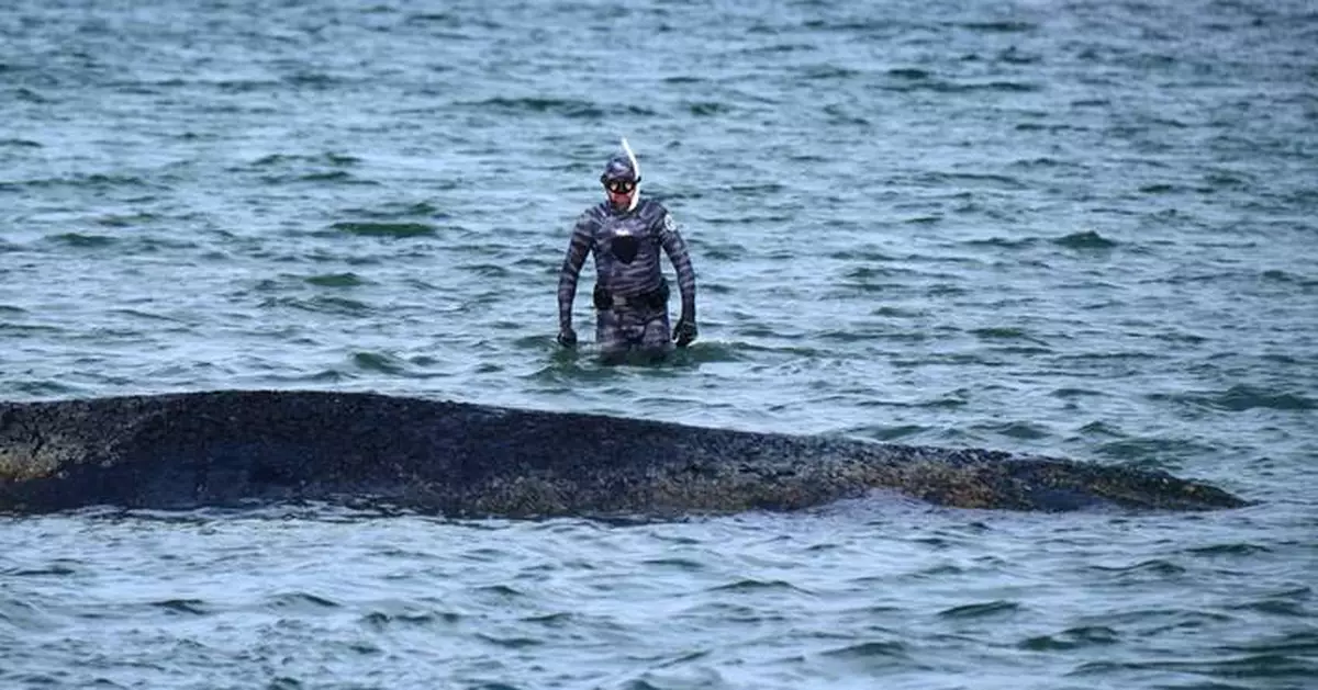 A whale stranded at a Baltic Sea resort has swum off a sandbank. But it isn't safe yet
