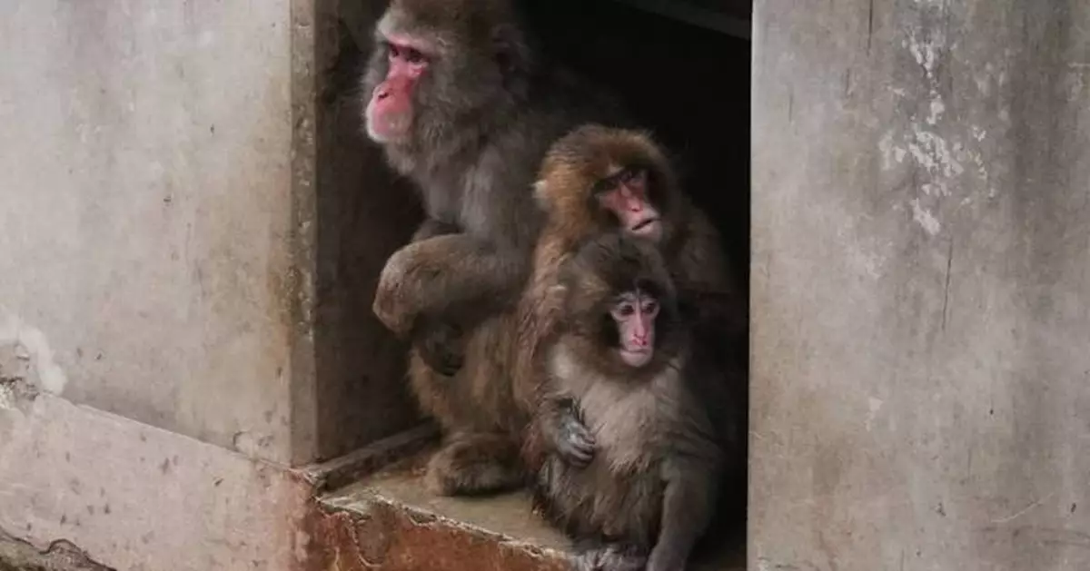 Punch the orphan macaque is outgrowing his plushie and making friends