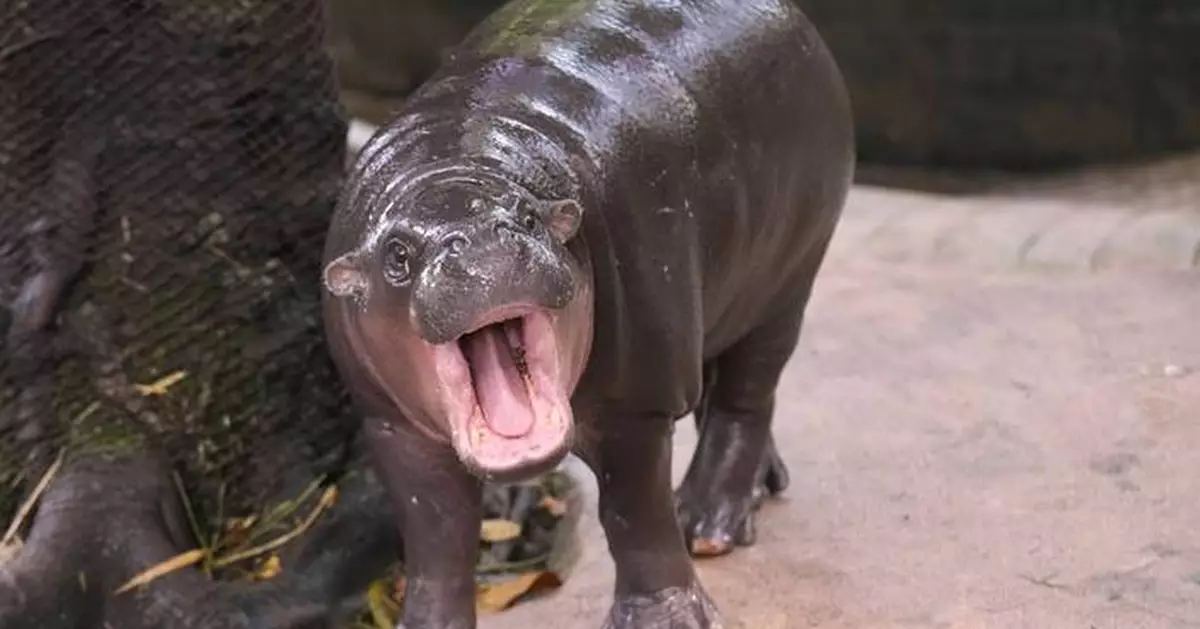 Man arrested after climbing into pygmy hippo Moo Deng's enclosure at Thai zoo