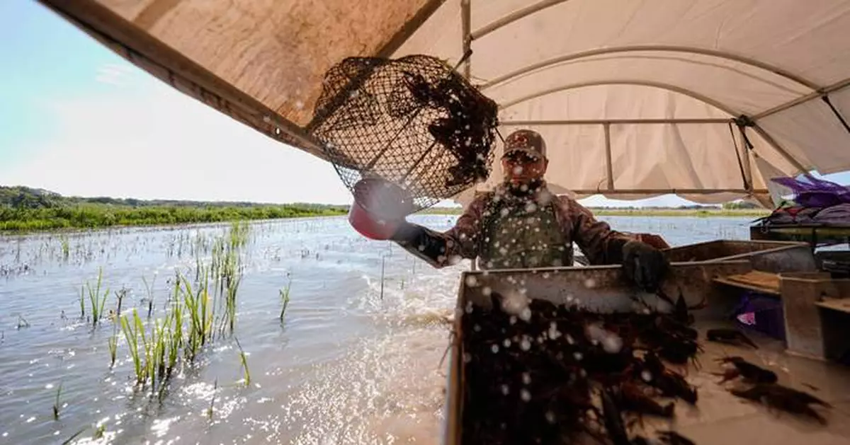 Louisiana's crawfish industry feels the pinch of limits on foreign workers