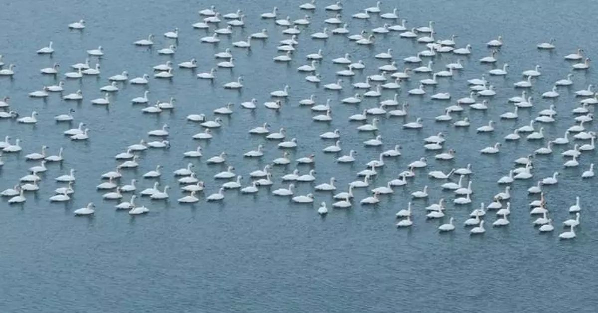 Hundreds of swans flock to Shanxi lake as weather warms up